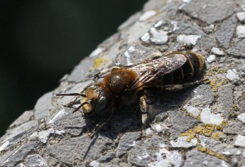 Réf. 220 578 : Hoplitis adunca
